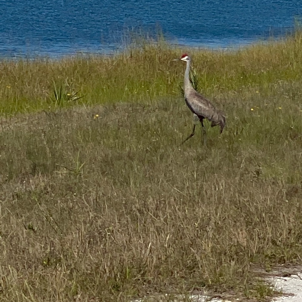 Meet your Posher, Susie